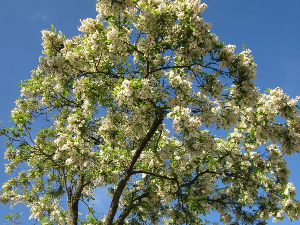Акация (Robinia pseudoacacia), снимка на растението