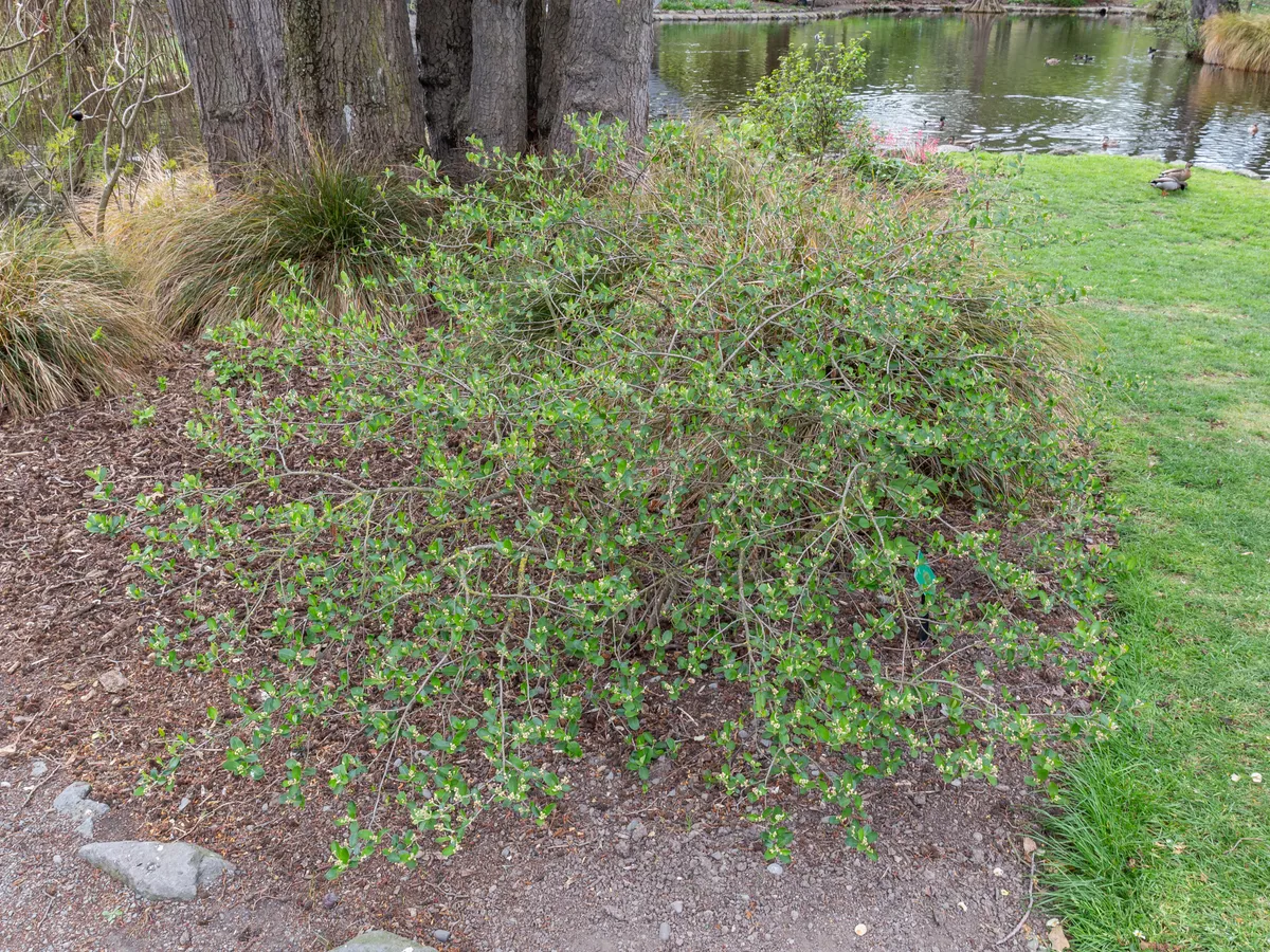 Арония (Aronia melanocarpa), снимка на растението