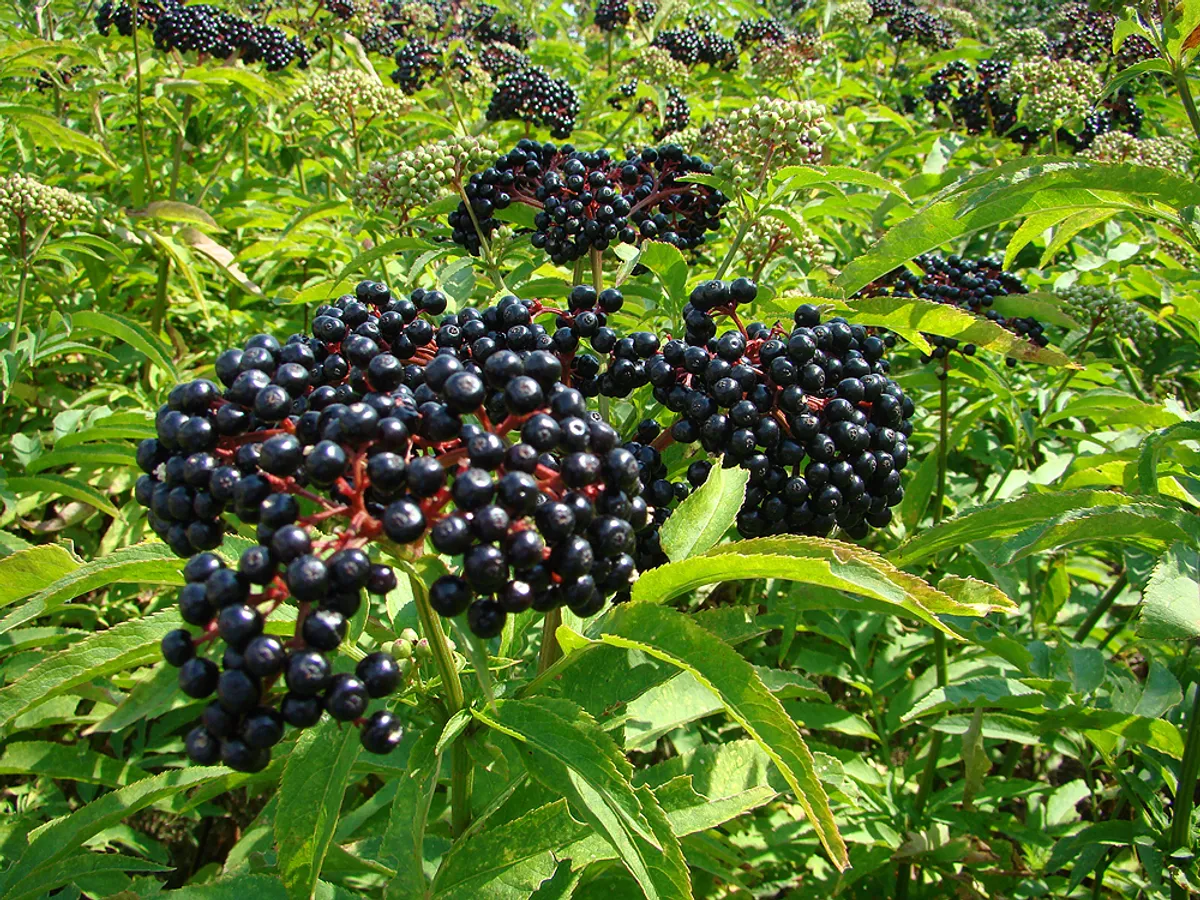 Бъзак (Sambucus ebulus), снимка на растението
