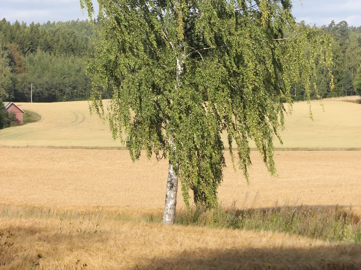 Бреза (Betula pendula), снимка на растението