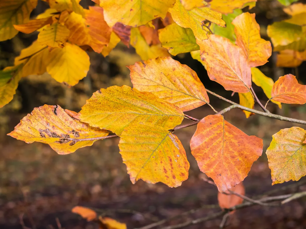 Бук (Fagus sylvatica), снимка на растението