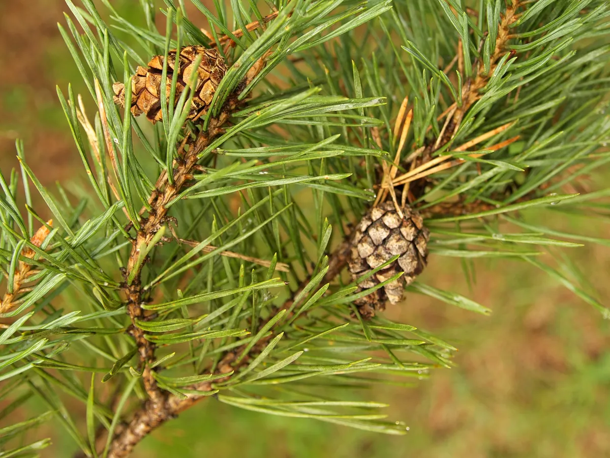 Бял бор (Pinus sylvestris), снимка на растението