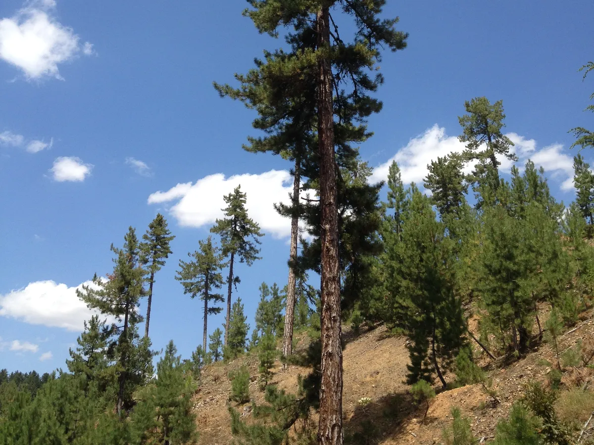 Черен бор (Pinus nigra), снимка на растението