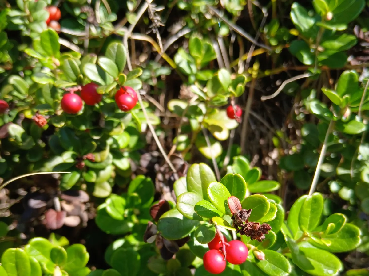 Червена боровинка (Vaccinium vitis-idaea), снимка на растението