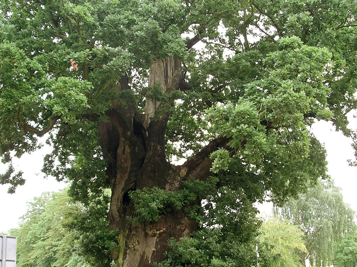 Дъб (Quercus robur), снимка на растението