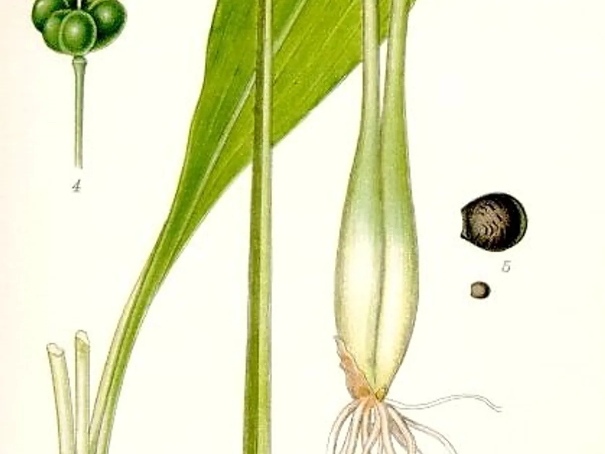 Див чесън (Allium ursinum), снимка на растението