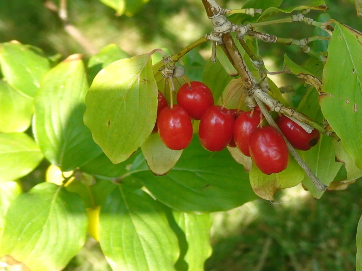 Дрян (Cornus mas), снимка на растението