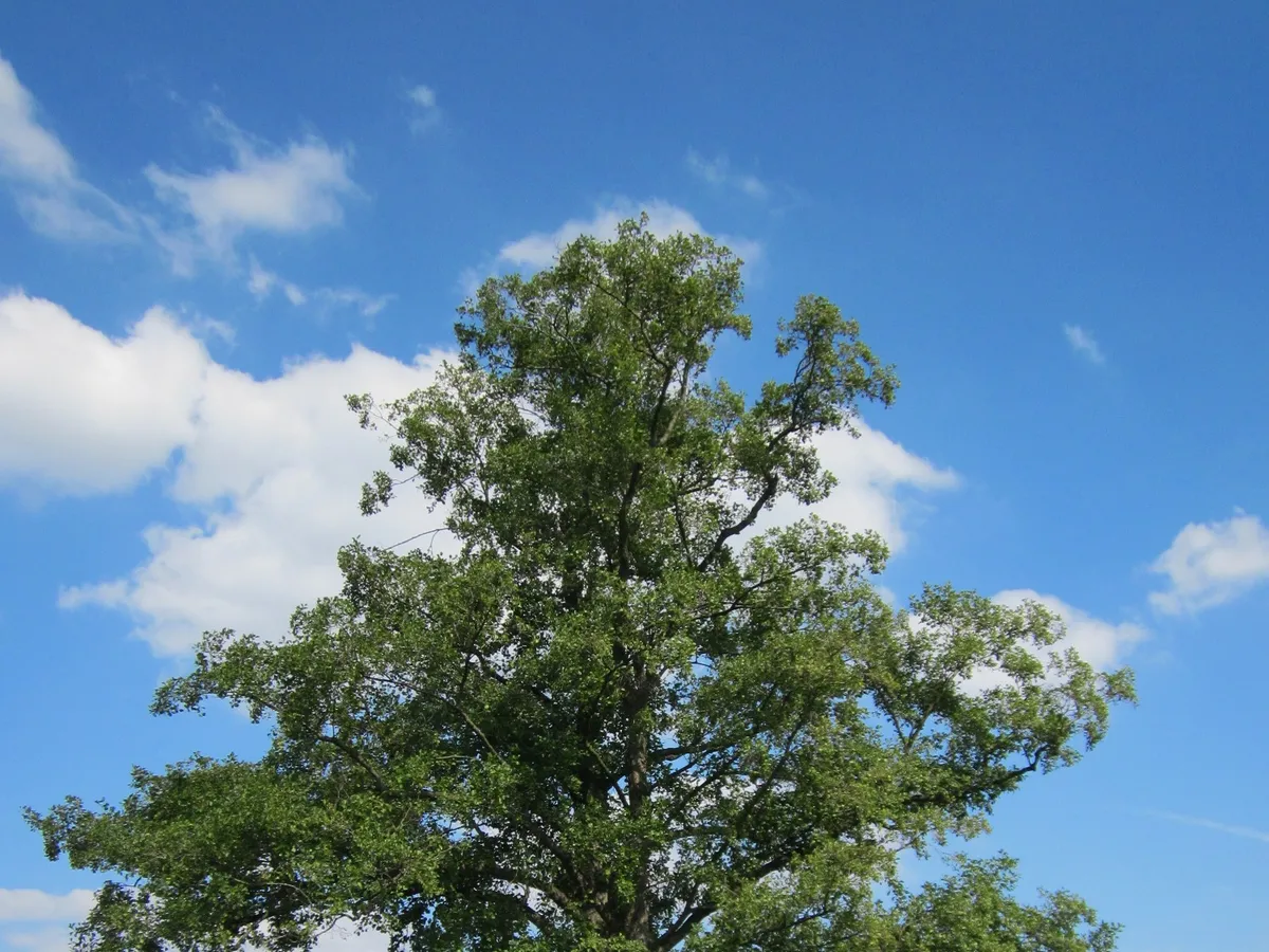 Елша (Alnus glutinosa), снимка на растението