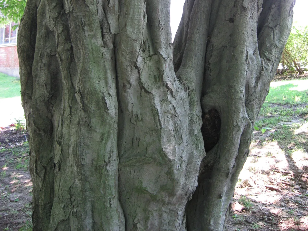 Габър (Carpinus betulus), снимка на растението