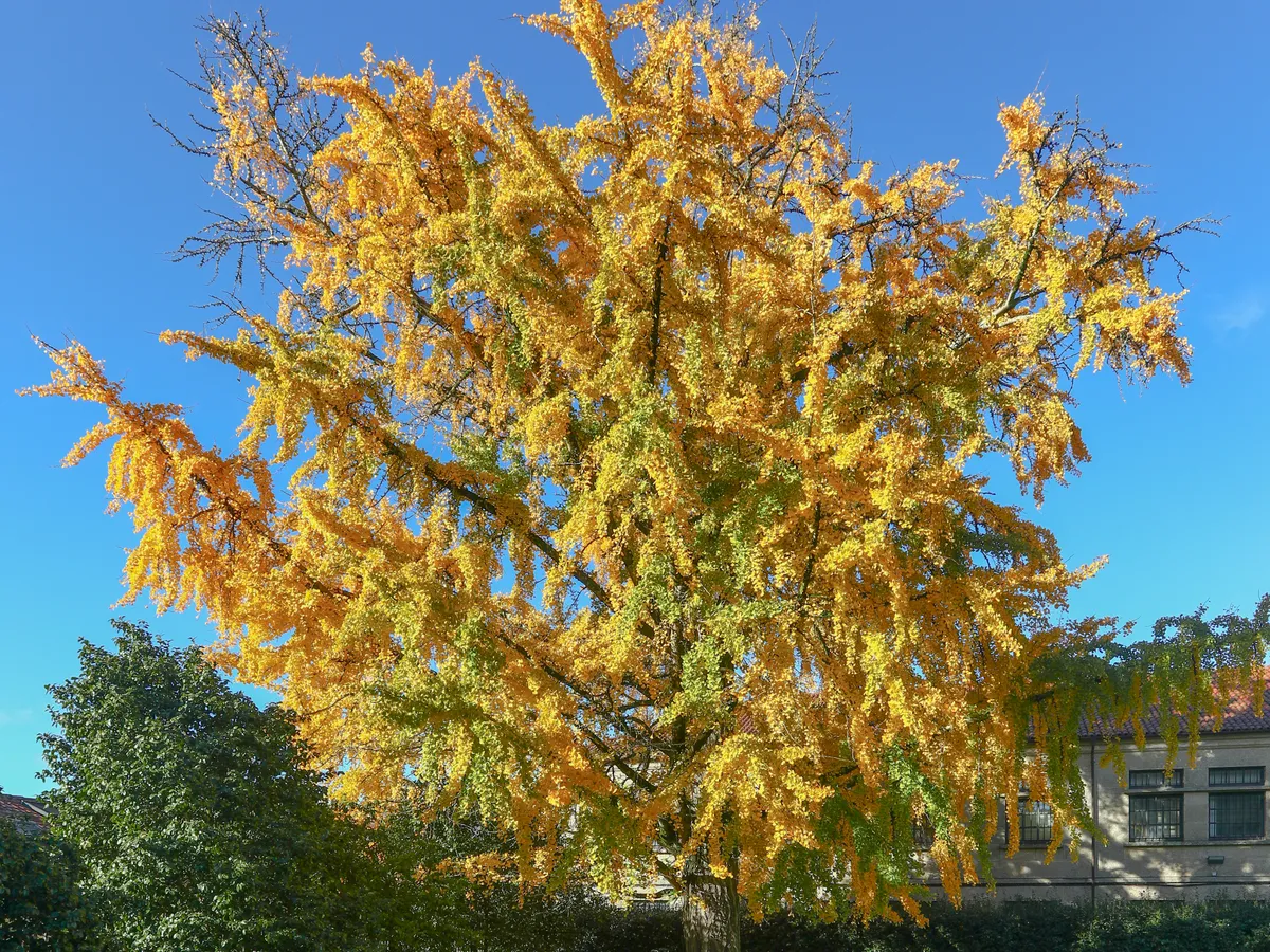 Гинко билоба (Ginkgo biloba), снимка на растението