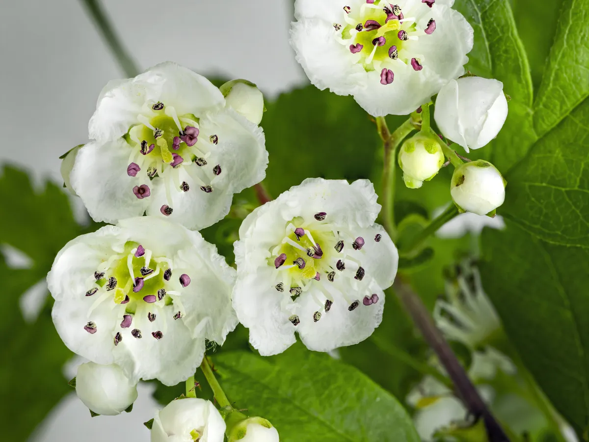 Глог (Crataegus monogyna), снимка на растението
