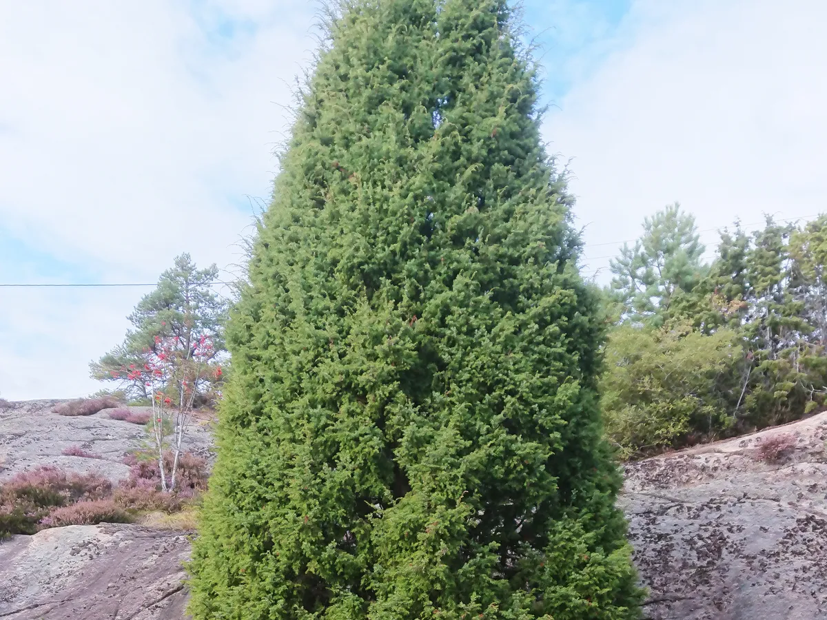 Хвойна (Juniperus communis), снимка на растението