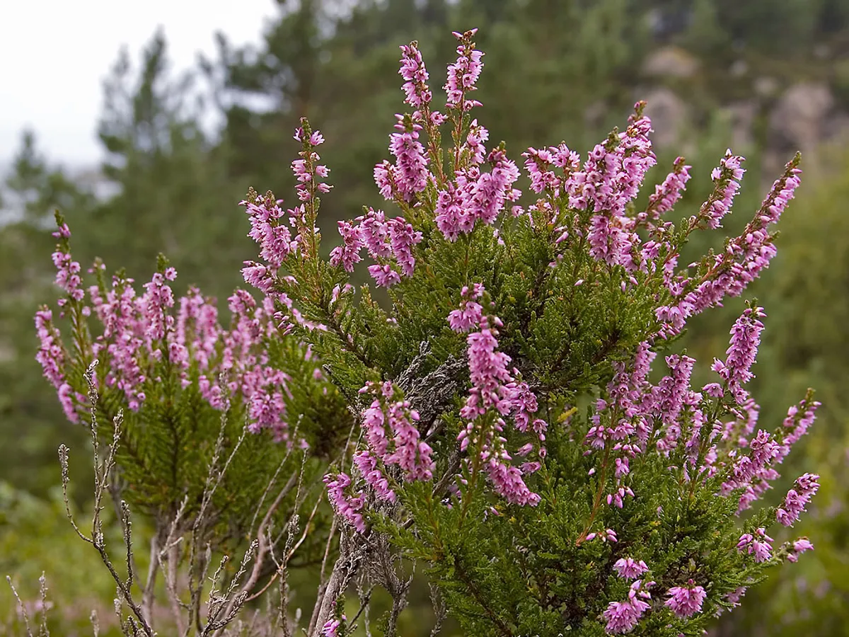 Калуна (Calluna vulgaris), снимка на растението