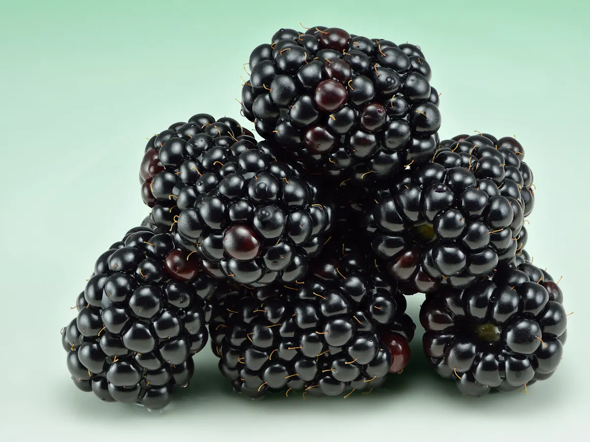 Къпина (Rubus fruticosus), снимка на растението