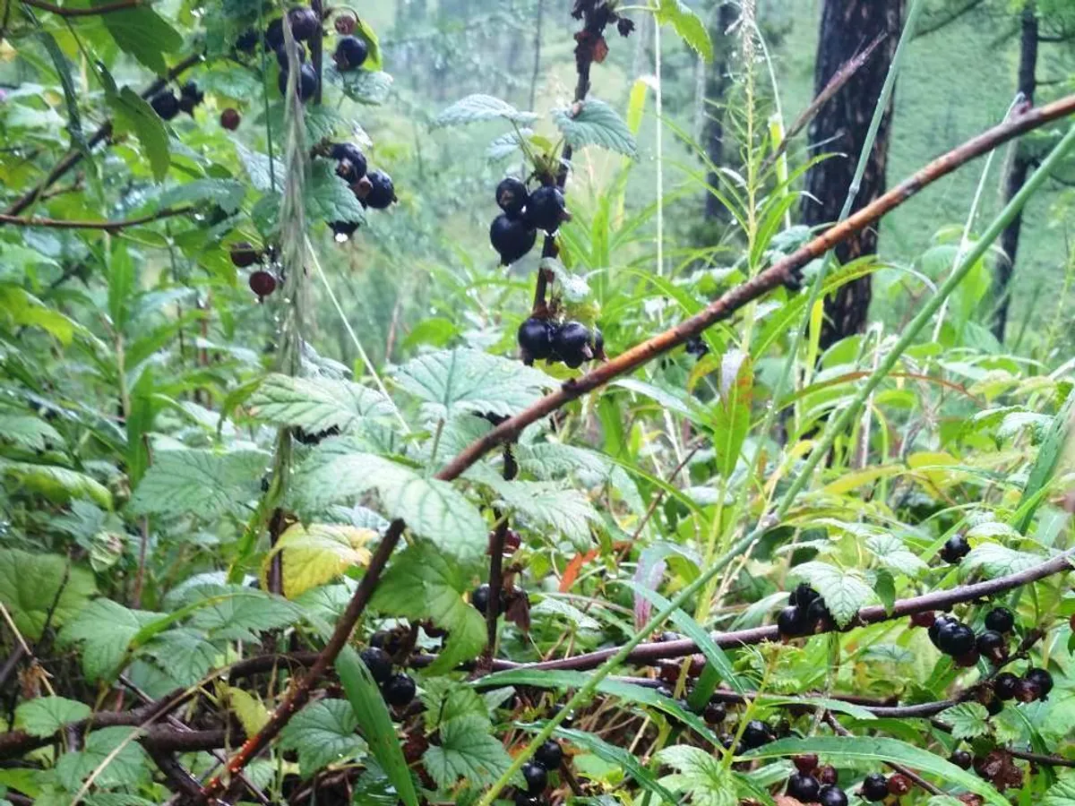 Касис (Ribes nigrum), снимка на растението