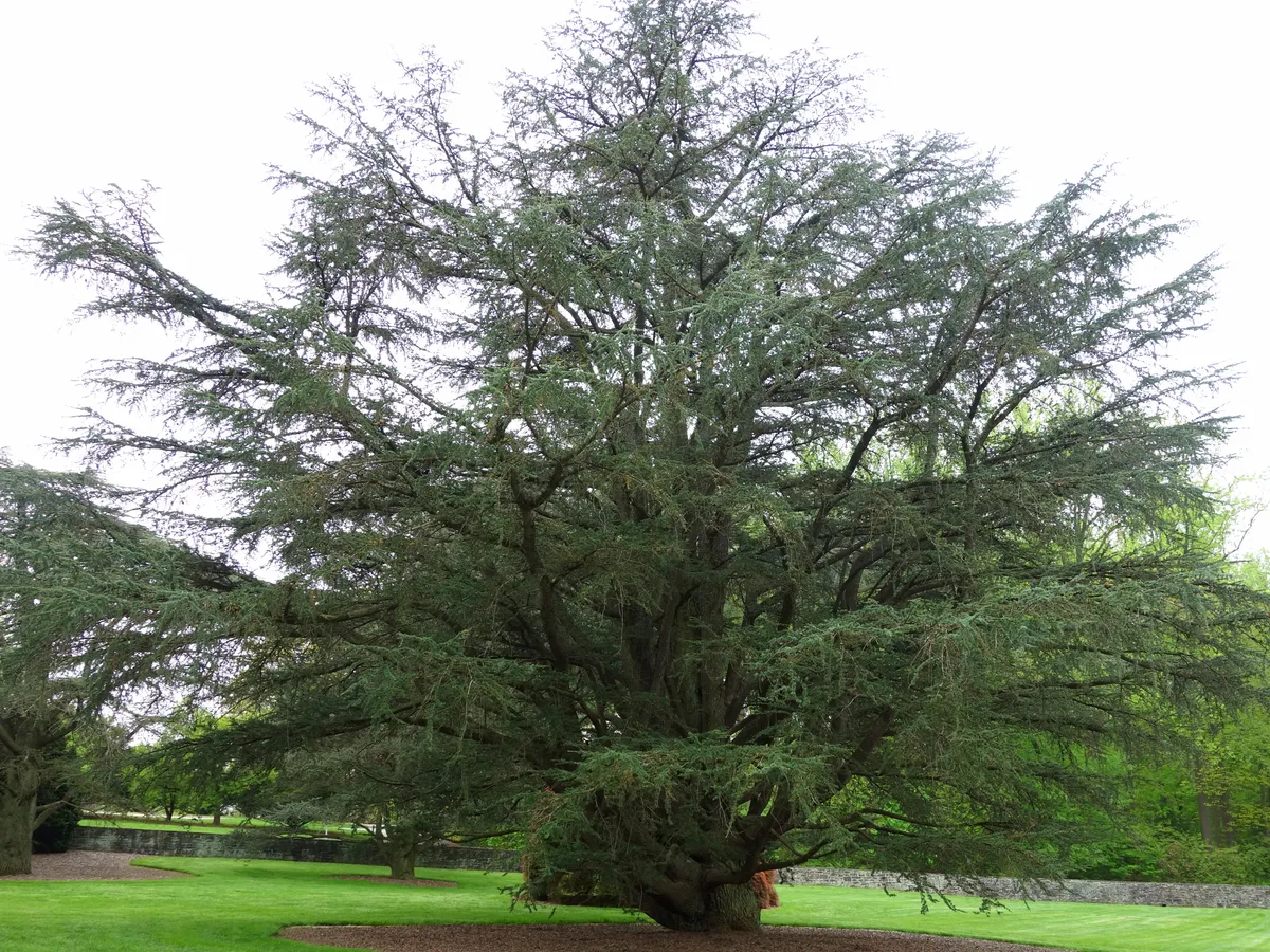 Кедър (Cedrus), снимка на растението