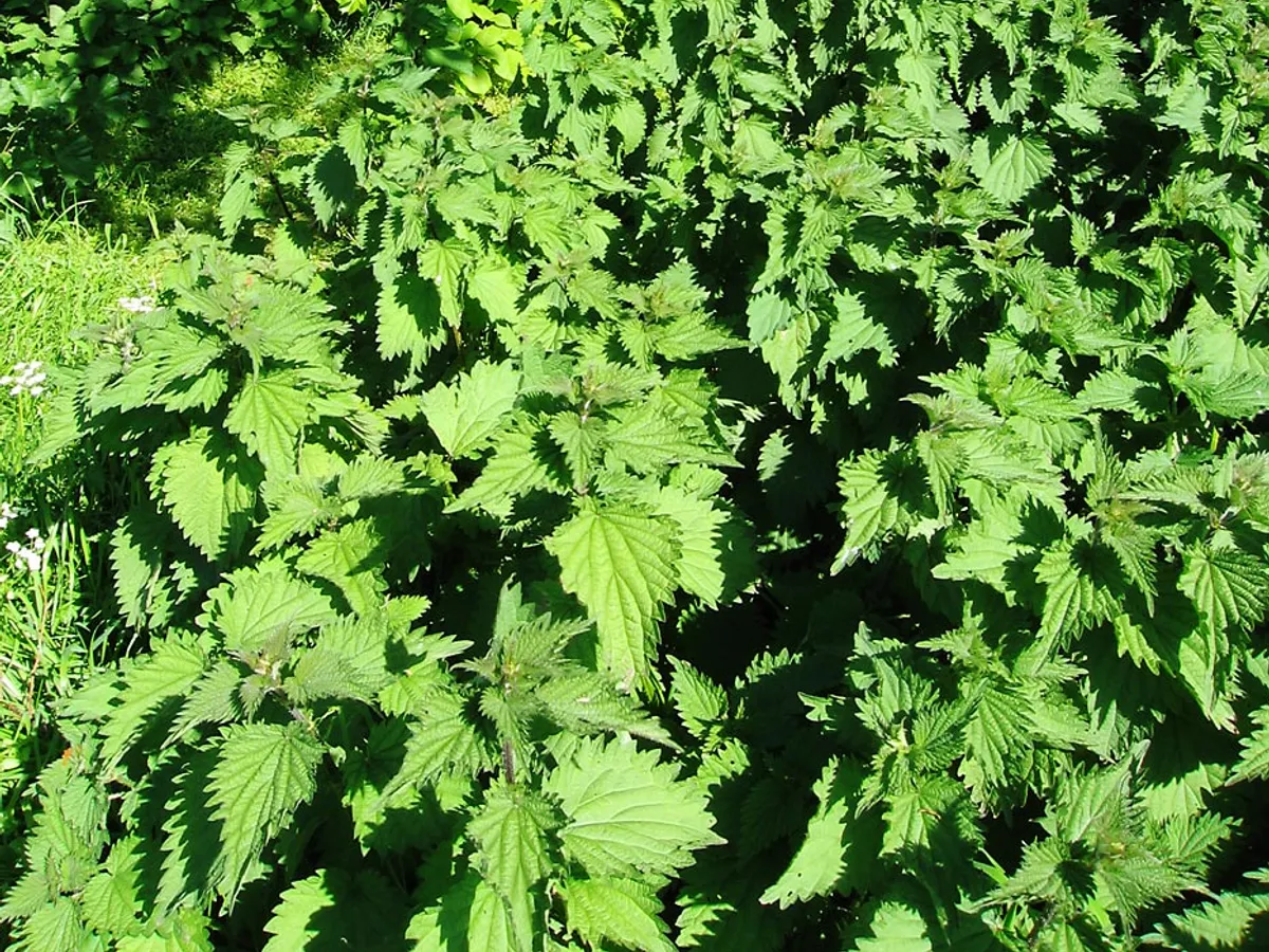 Коприва (Urtica dioica), снимка на растението