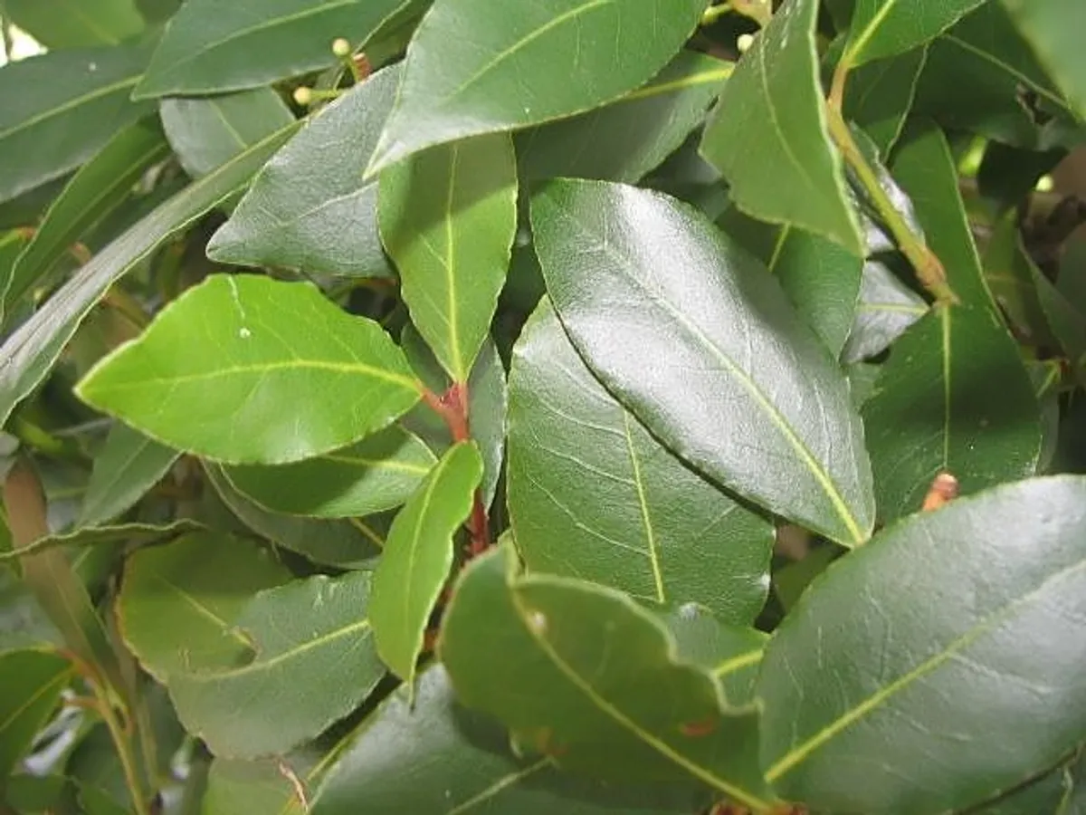 Лаврово дърво (Laurus nobilis), снимка на растението