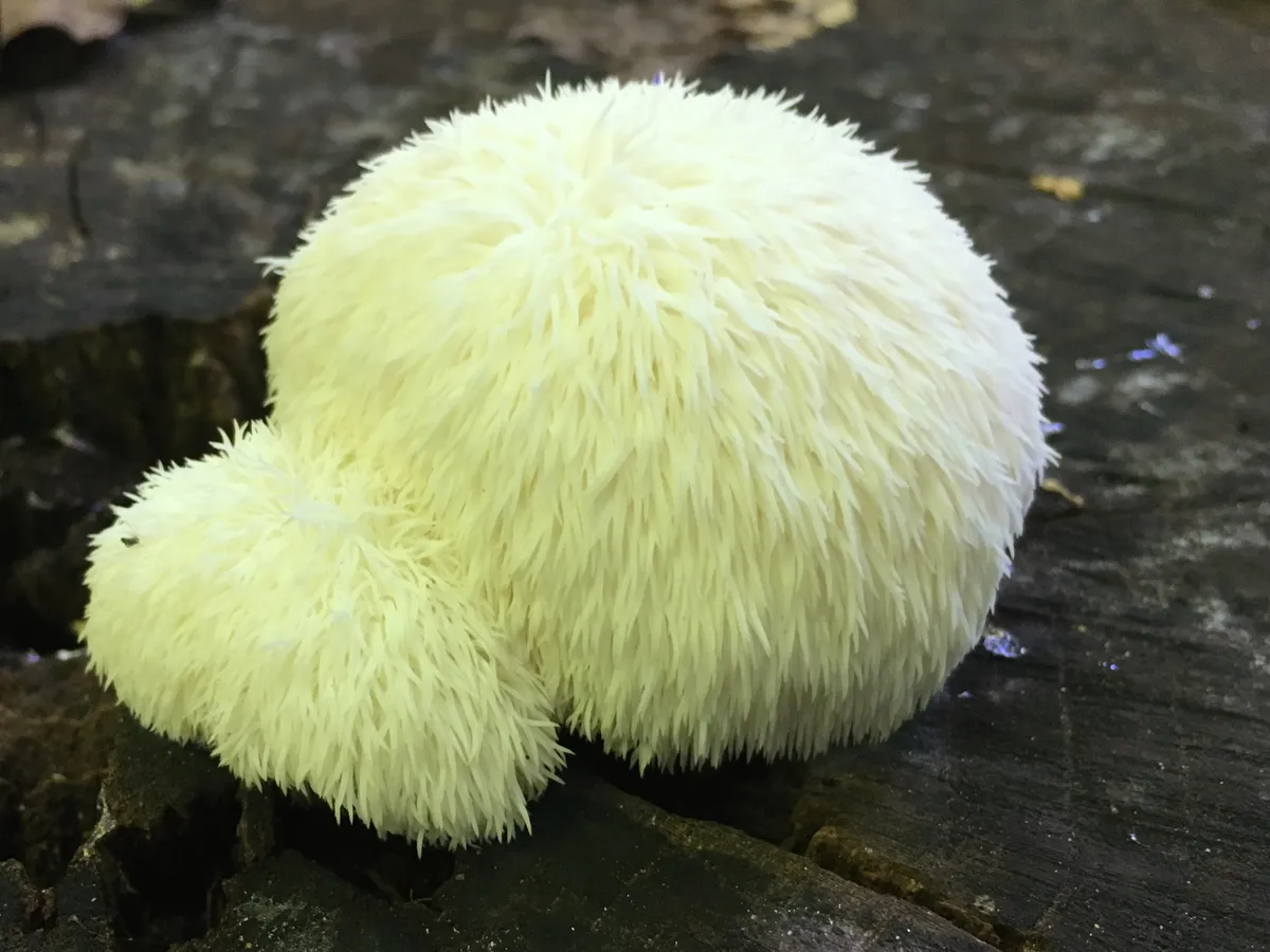 Гъба Лъвска грива (Hericium erinaceus), снимка на растението
