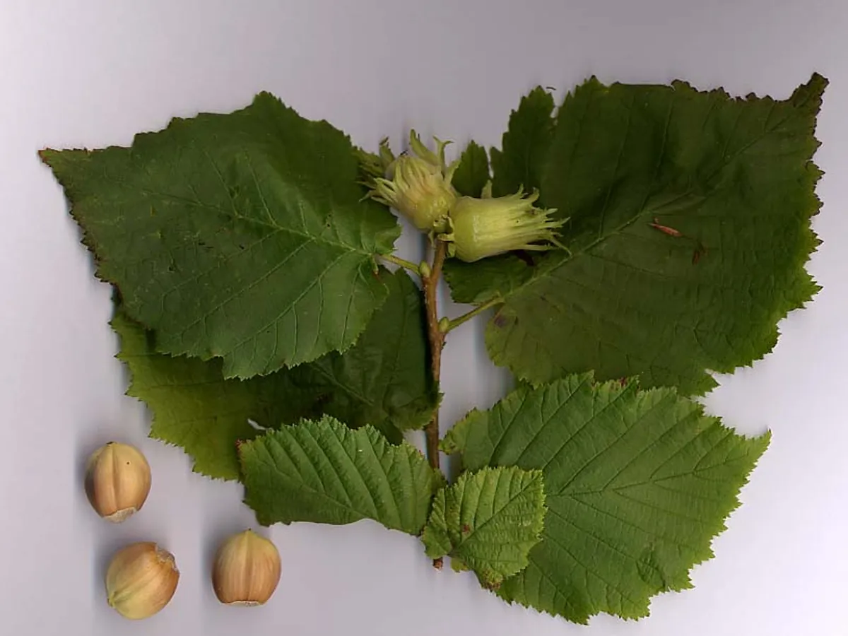 Леска (Corylus avellana), снимка на растението