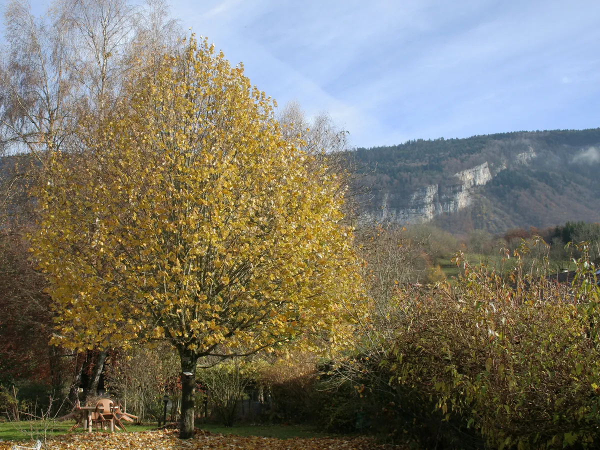 Липа (Tilia), снимка на растението