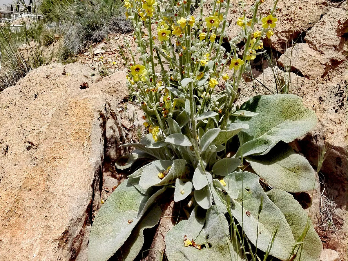 Лопен (Verbascum), снимка на растението