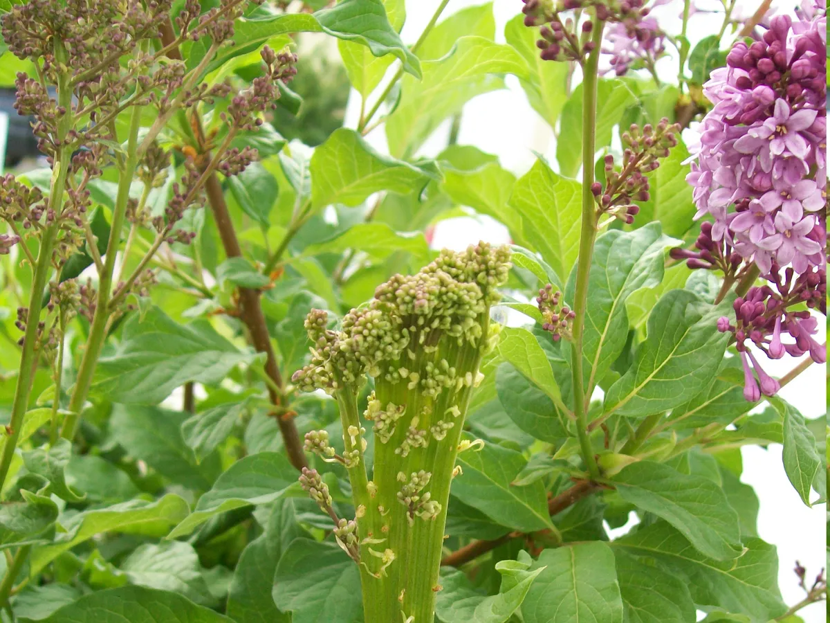 Люляк (Syringa vulgaris), снимка на растението