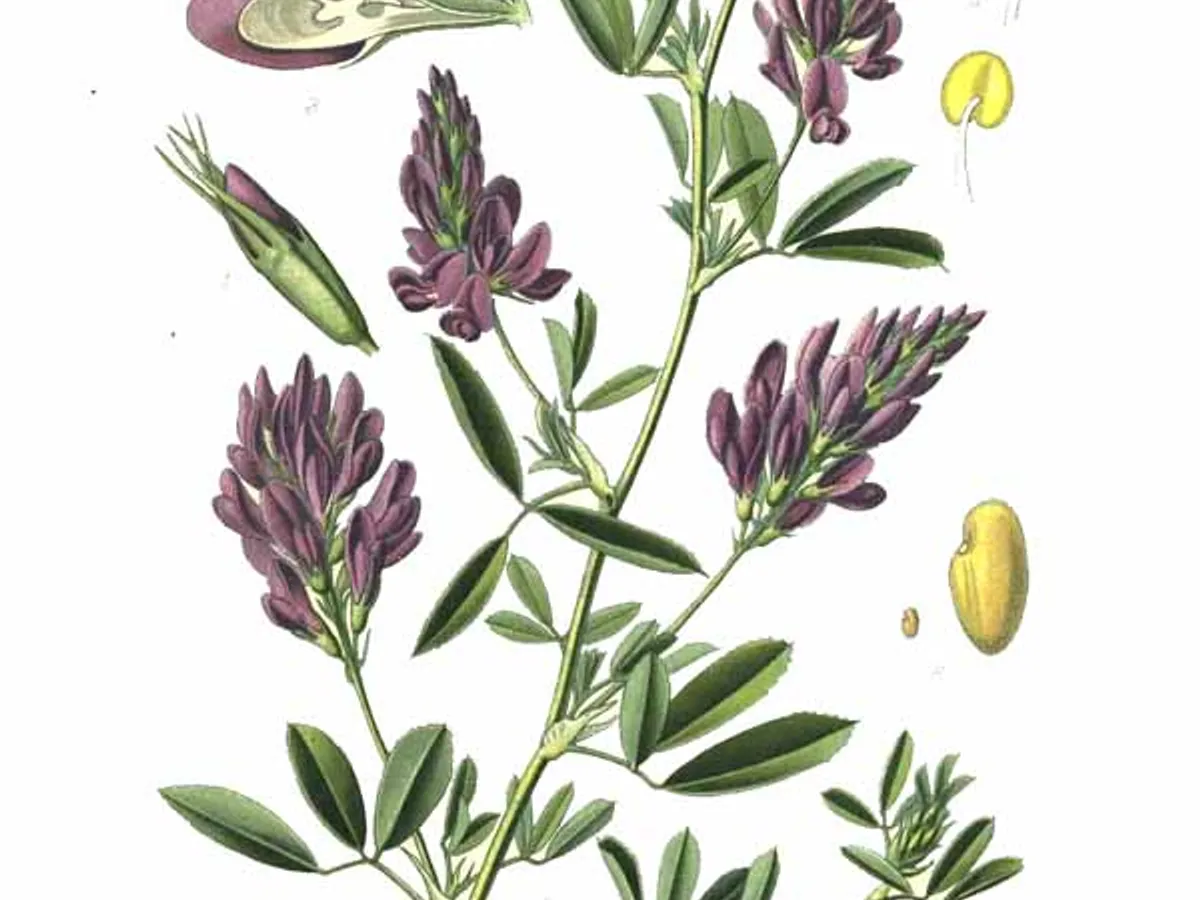 Люцерна (Medicago sativa), снимка на растението