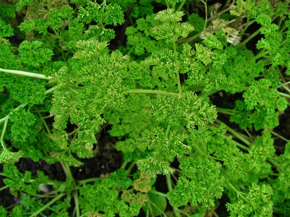 Магданоз (Petroselinum crispum), снимка на растението