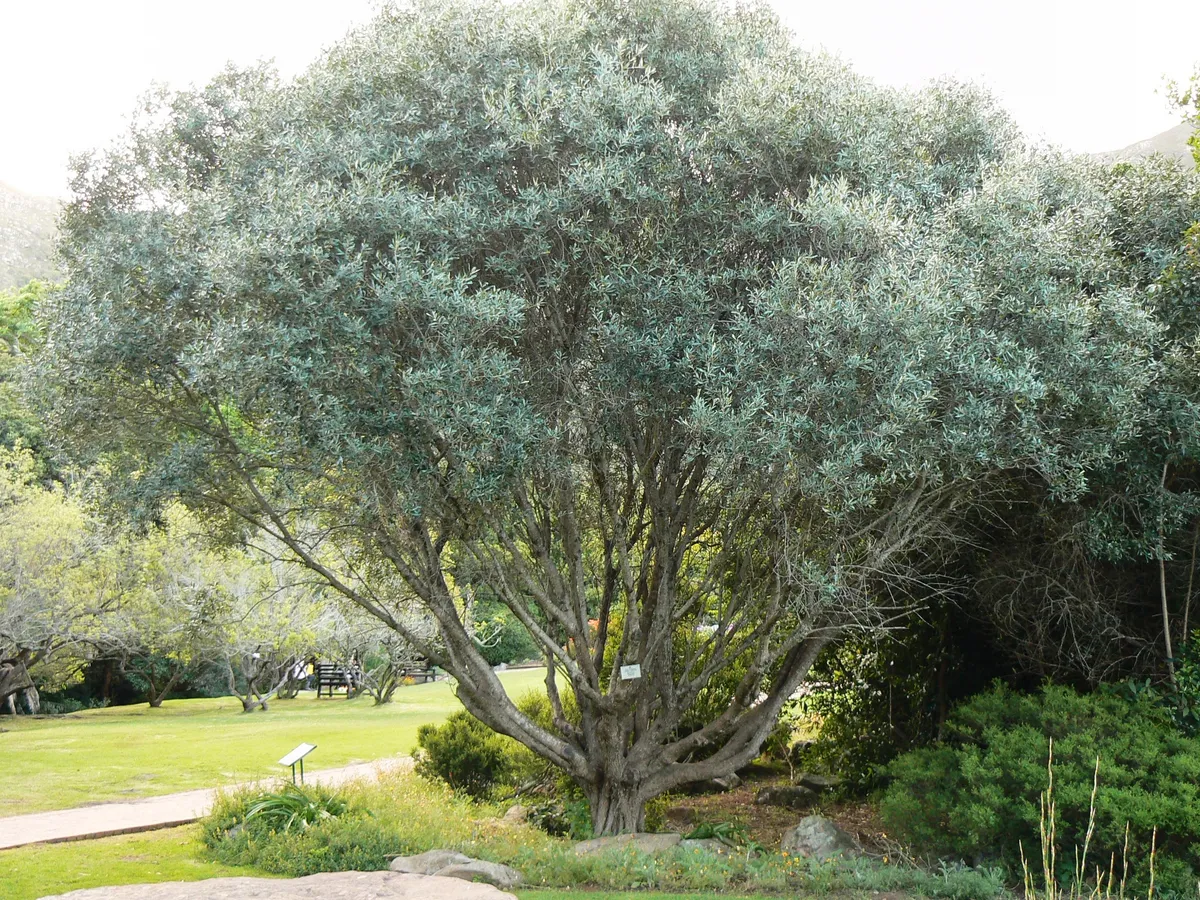 Маслина (Olea europaea), снимка на растението