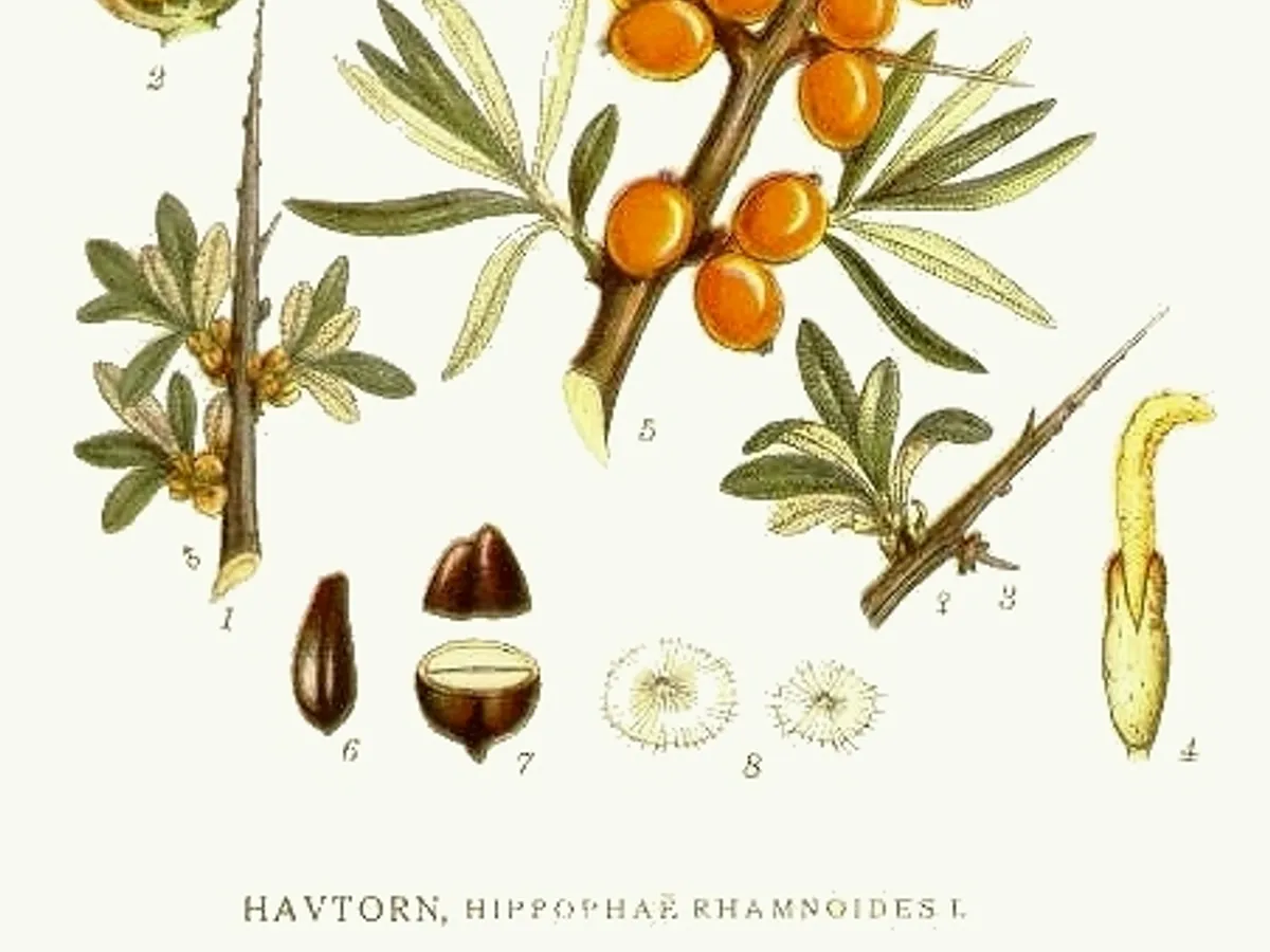 Облепиха (Hippophae rhamnoides), снимка на растението