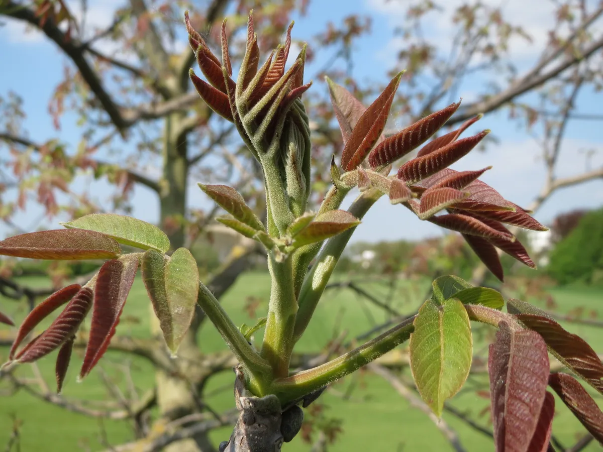 Орех (Juglans regia), снимка на растението
