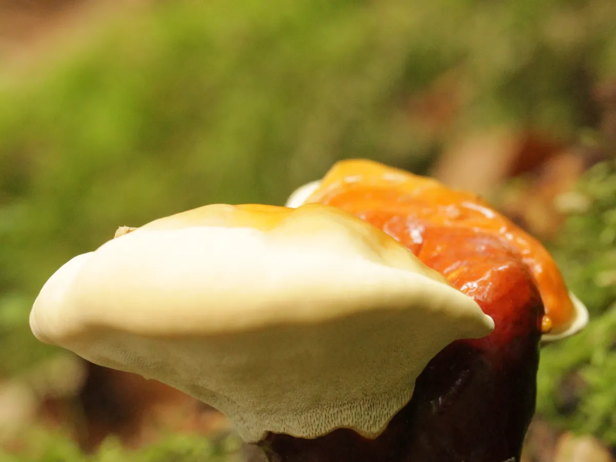Гъба Рейши (Ganoderma lucidum), снимка на растението
