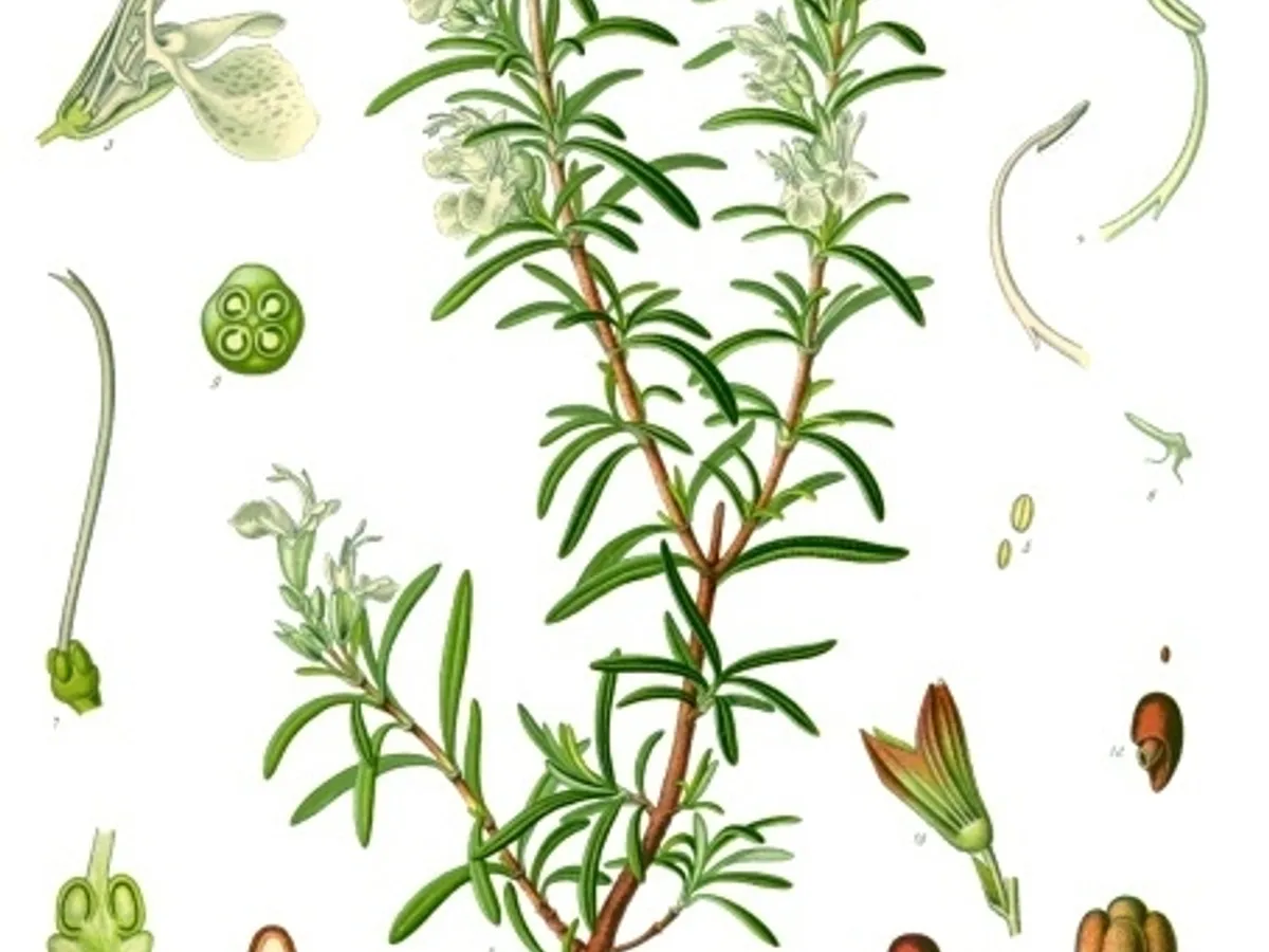 Розмарин (Rosmarinus officinalis), снимка на растението