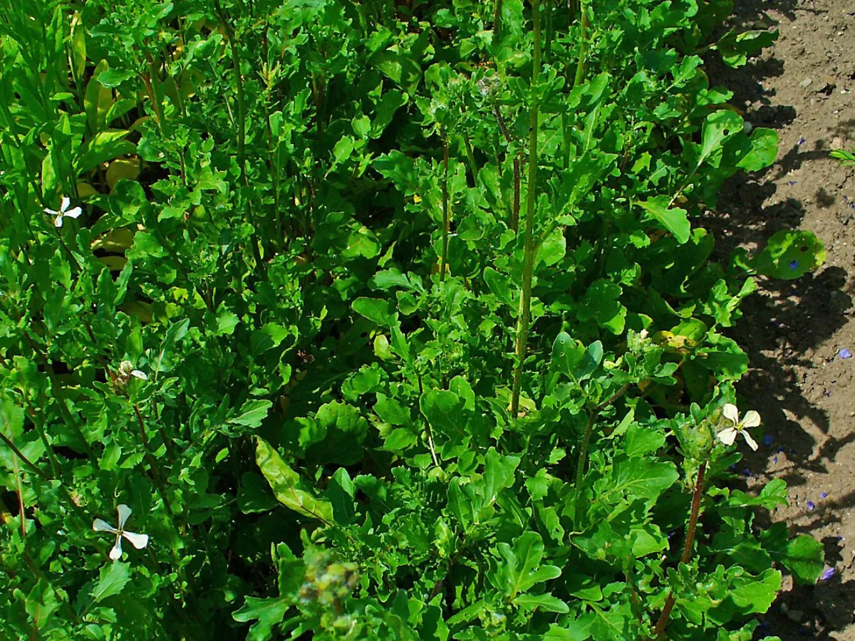 Рукола (Eruca vesicaria), снимка на растението
