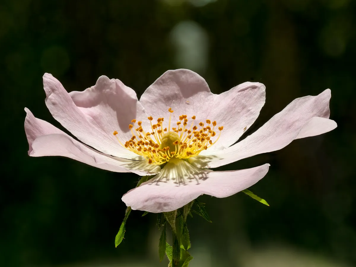 Шипка (Rosa canina), снимка на растението