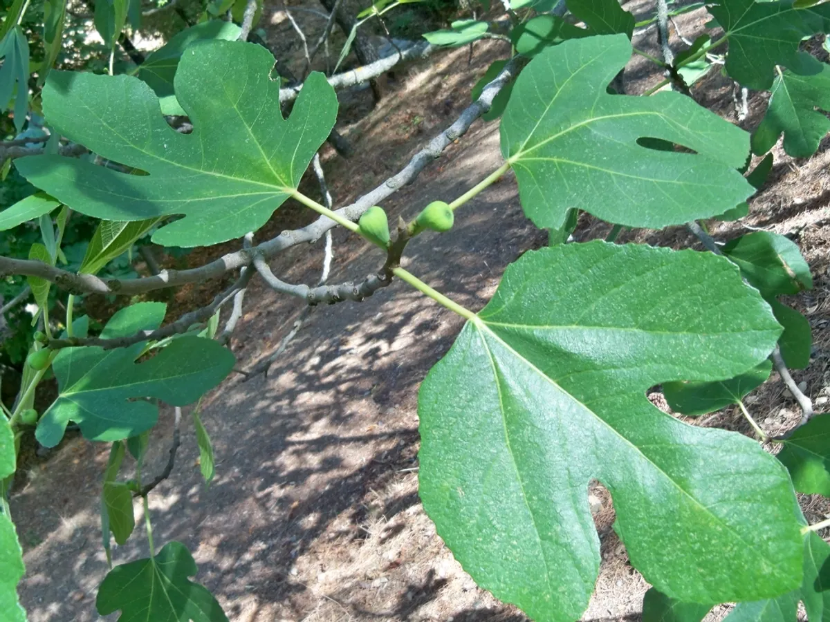 Смокиня (Ficus carica), снимка на растението