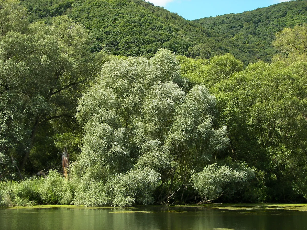 Върба (Salix alba), снимка на растението