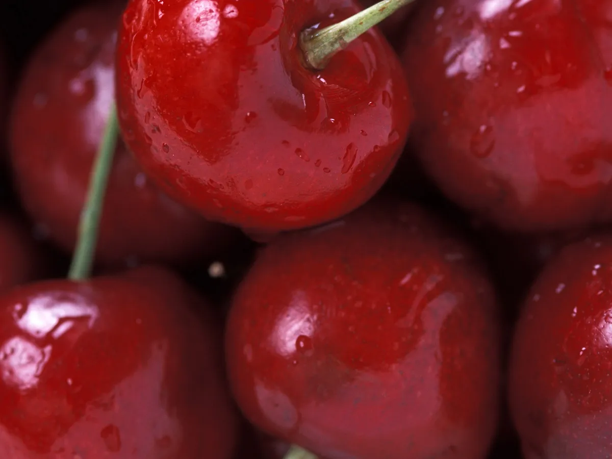 Вишна (Prunus cerasus), снимка на растението